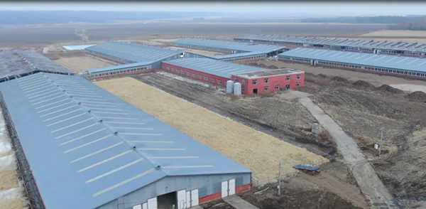 譜華威乳業(yè)集團奶牛養(yǎng)殖牧場第三批奶牛入園成功1.jpg 譜華威乳業(yè)集團奶牛養(yǎng)殖牧場第三批奶牛入園成功1.jpg