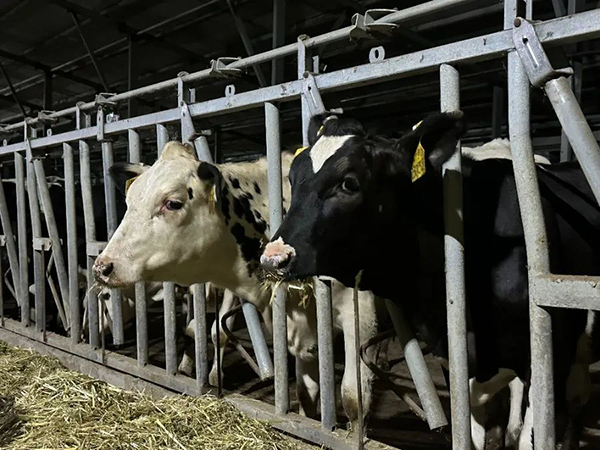 譜華威乳業(yè)集團奶牛養(yǎng)殖牧場第三批奶牛入園成功5.jpg 譜華威乳業(yè)集團奶牛養(yǎng)殖牧場第三批奶牛入園成功5.jpg